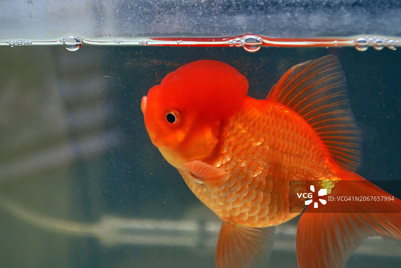 鱼缸中优雅游动的金鱼（Carassius auratus auratus）的水平特写侧视图图片素材