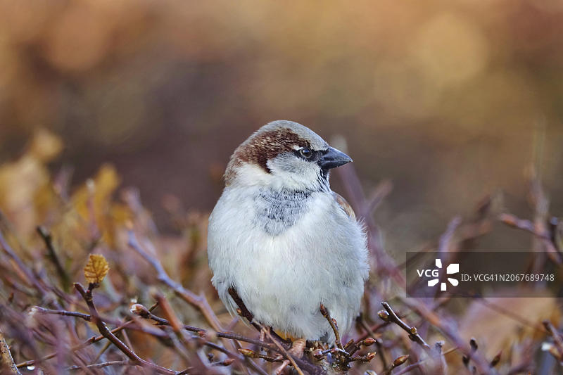 德国二月山毛榉树篱上的麻雀图片素材
