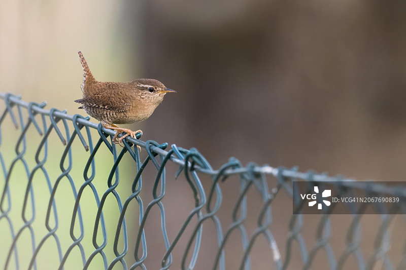鹪鹩鸟栖息在金属丝网上图片素材
