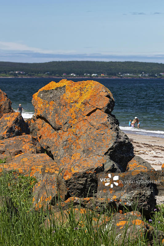 加拿大魁北克省加斯佩半岛圣劳伦斯湾岩石上的地衣图片素材
