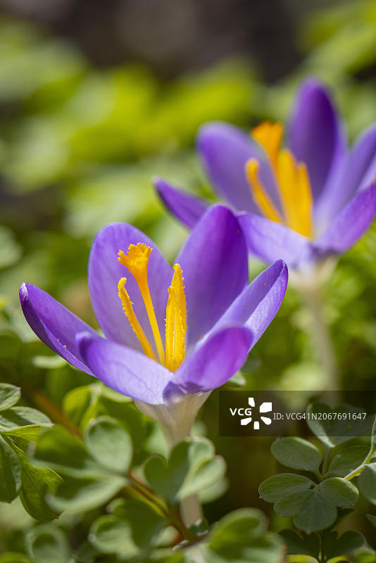 两朵紫色番红花，可见黄色雄蕊图片素材