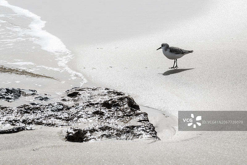 白腰杓鹬，加那利群岛兰萨罗特岛，西班牙图片素材