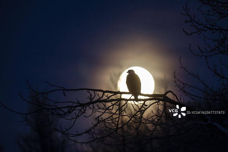 白头海雕栖息在树枝上，阿拉斯加州海恩斯图片素材