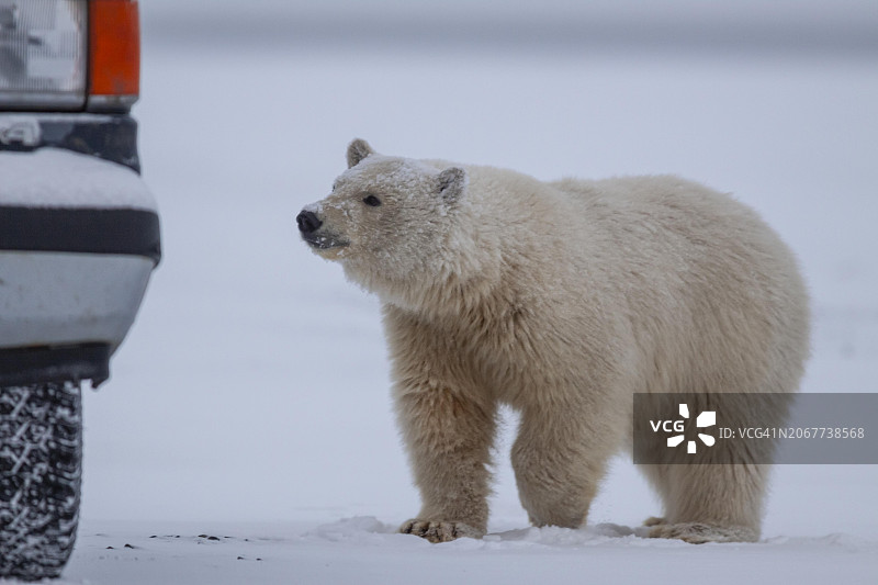 靠近汽车的北极熊，危险，美国阿拉斯加州北极国家野生动物保护区卡克托维克图片素材