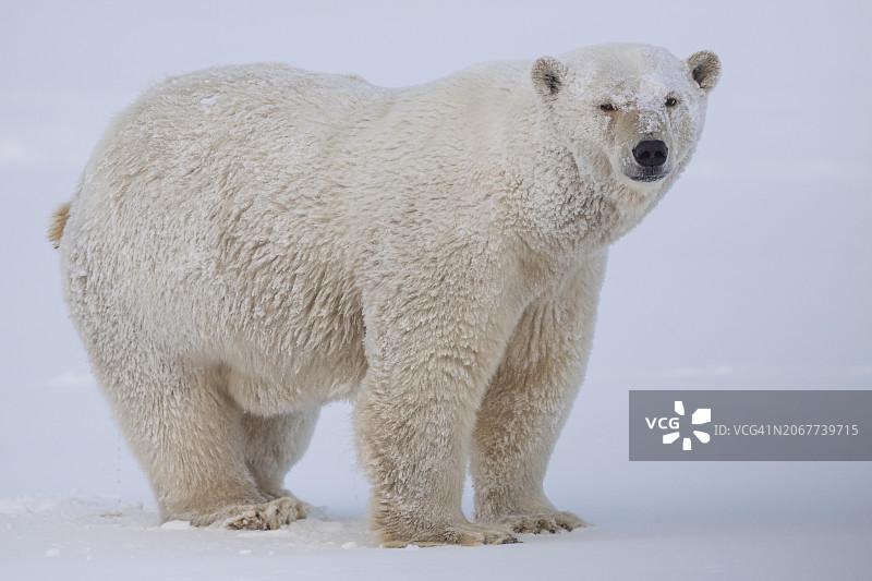 北极熊站在雪地里，卡克托维克，北极国家野生动物保护区，阿拉斯加，美国，北美图片素材