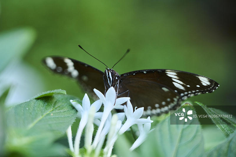 在德国花朵上栖息的常见美人凤蝶图片素材