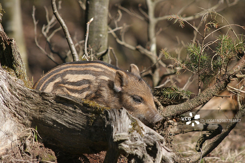 约1周大的小野猪（Sus scrofa）躺在德国巴伐利亚阿尔高的老树桩上图片素材