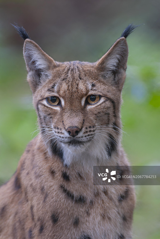 欧亚猞猁肖像，德国，欧洲图片素材