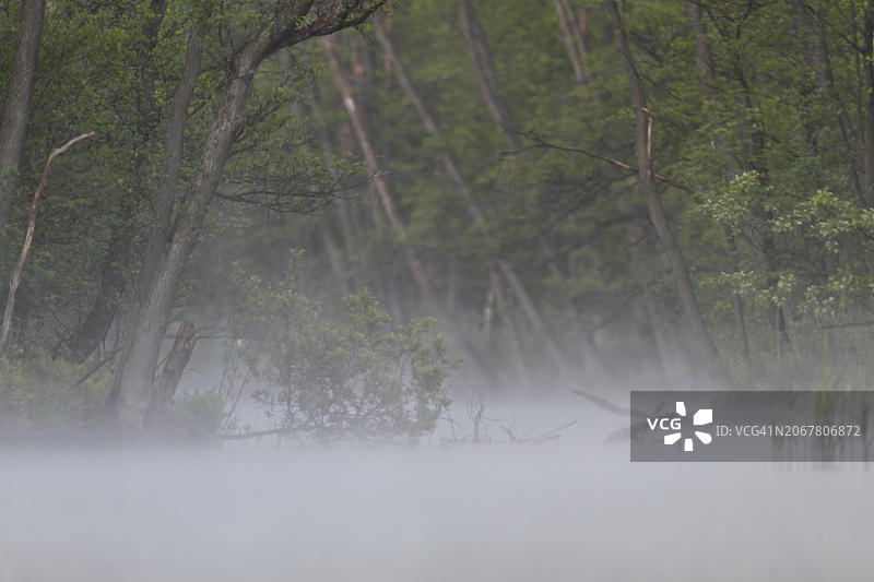 春季米里茨国家公园雾中的桤木林（德国梅克伦堡-前波美拉尼亚州）图片素材