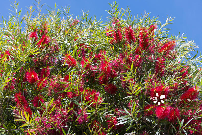 用于葡萄牙草莓蜜饯酒的草莓树，植物学，红色，实用植物，酒精，阿尔加维，葡萄牙，欧洲图片素材