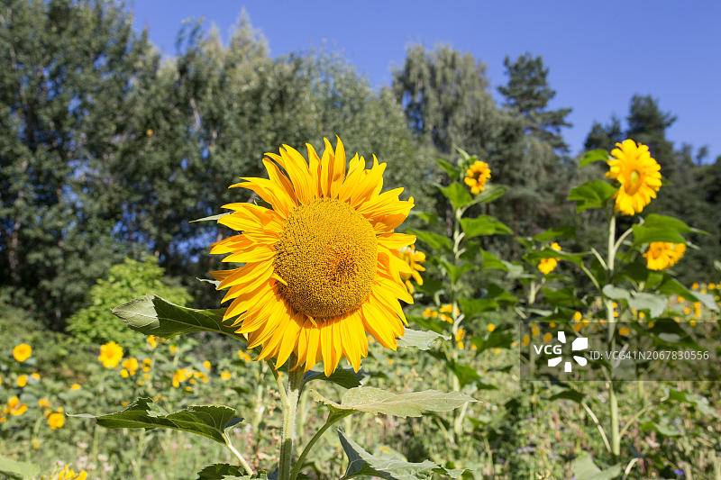 向日葵，德国巴伐利亚州弗赖辛图片素材