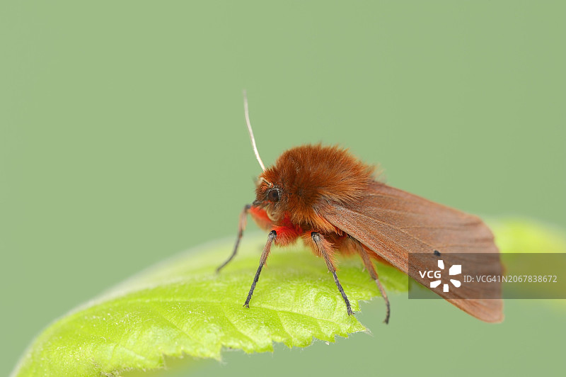 红缘灯蛾，德国北莱茵-威斯特法伦图片素材