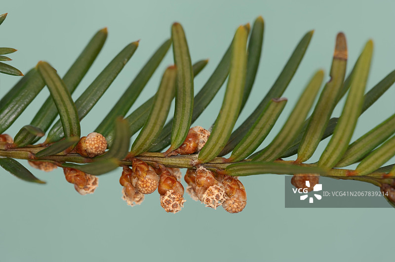 欧洲德国北莱茵-威斯特法伦的英国红豆杉（Taxus baccata）雄花枝图片素材