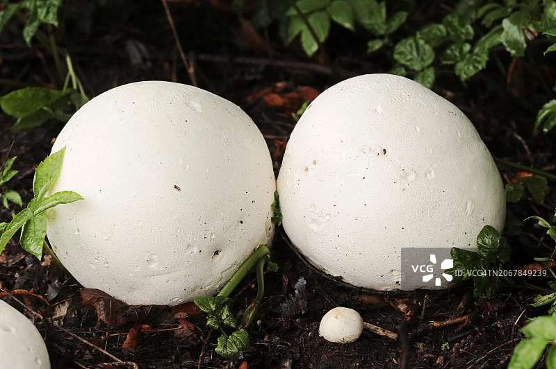 巨型马勃菌，德国北莱茵-威斯特法伦图片素材