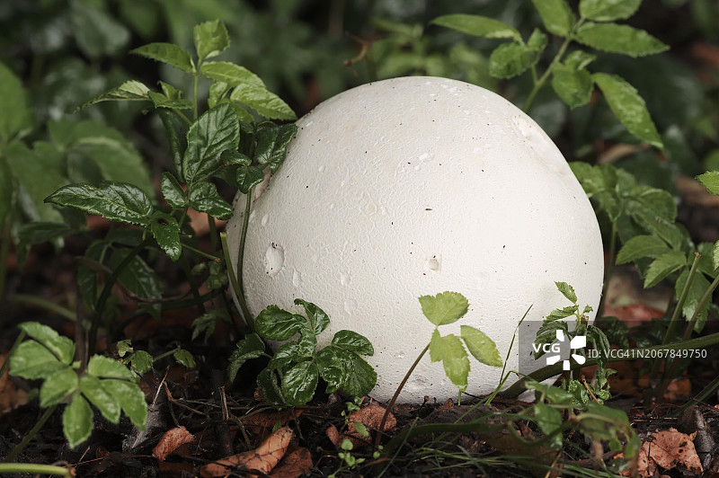 巨型马勃菌，德国北莱茵-威斯特法伦图片素材