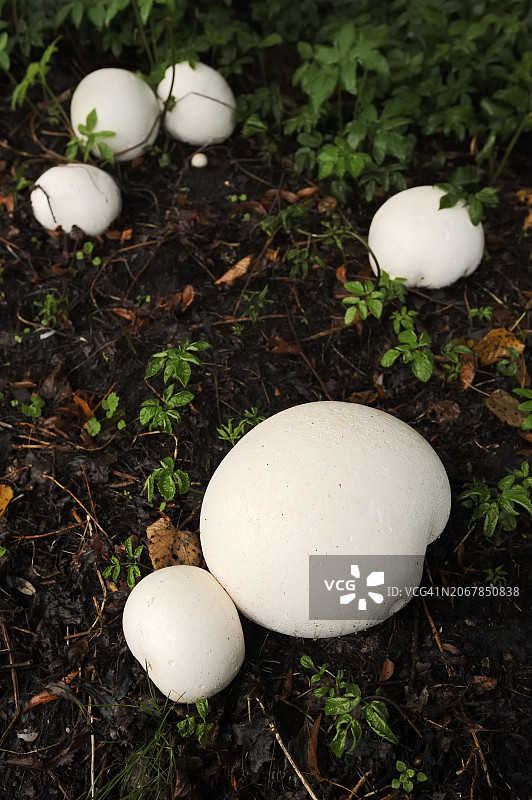 巨型马勃菌，德国北莱茵-威斯特法伦图片素材
