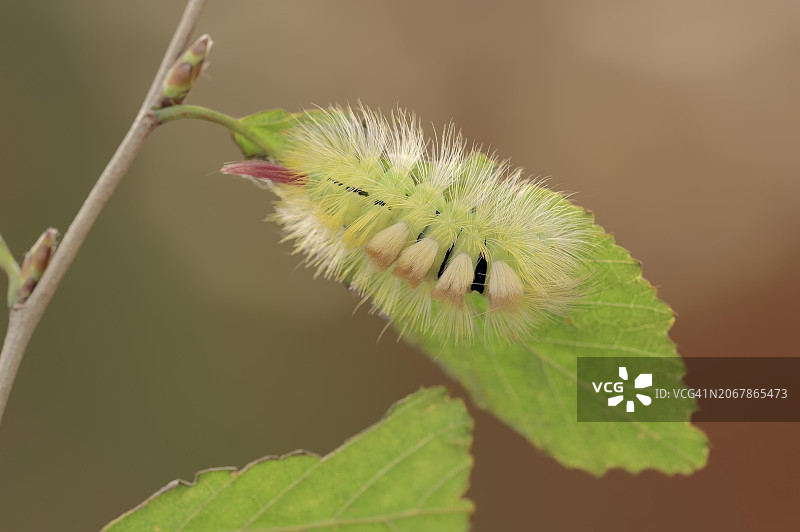 淡色苔藓（Calliteara pudibunda），黄色变种毛虫，德国北莱茵-威斯特法伦州，欧洲图片素材