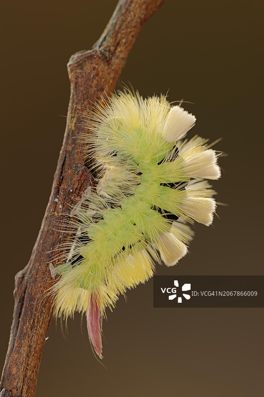 淡色苔藓（Calliteara pudibunda），黄色变种毛虫，德国北莱茵-威斯特法伦州，欧洲图片素材