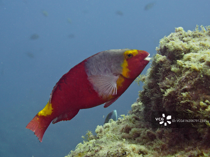 地中海鹦嘴鱼图片素材