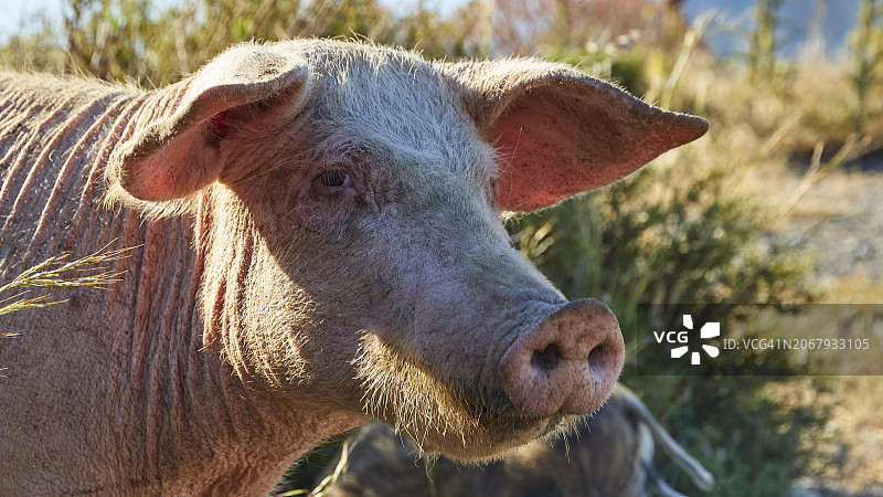 希腊伯罗奔尼撒半岛的粉红猪肖像图片素材