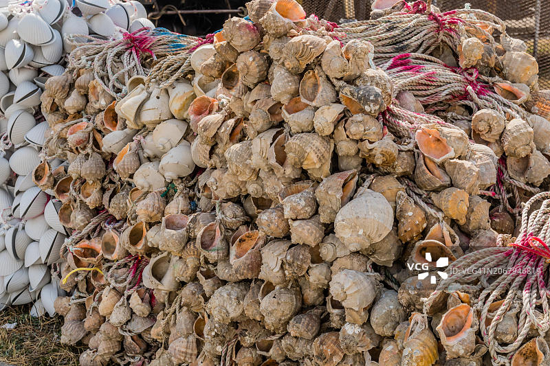 韩国平泽市绳索和贝壳制成的大型渔网特写图片素材