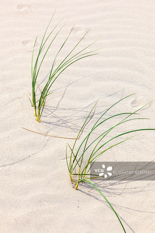 夏季丹麦斯卡恩阳光沙滩上的草叶图片素材
