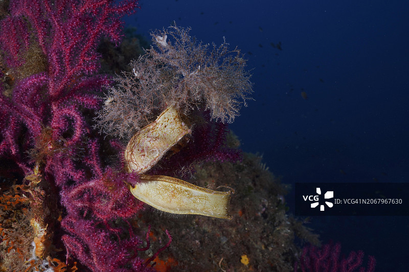 地中海中的两种猫鲨卵图片素材
