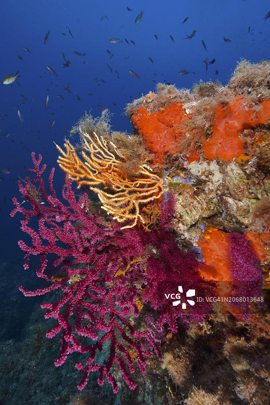 地中海的色彩：海耶尔附近的紫海鞭珊瑚、黄色和白色柳珊瑚图片素材