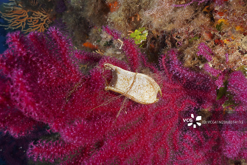 地中海开放珊瑚虫上的小星鲨卵囊，法国科特达祖尔吉恩斯半岛潜水点图片素材