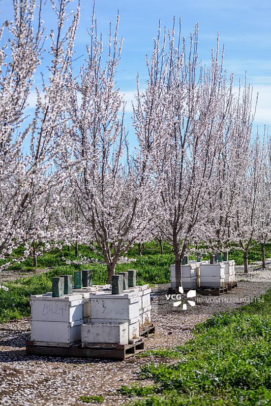 堆叠的蜂箱有助于加利福尼亚北部杏树园杏花的授粉图片素材