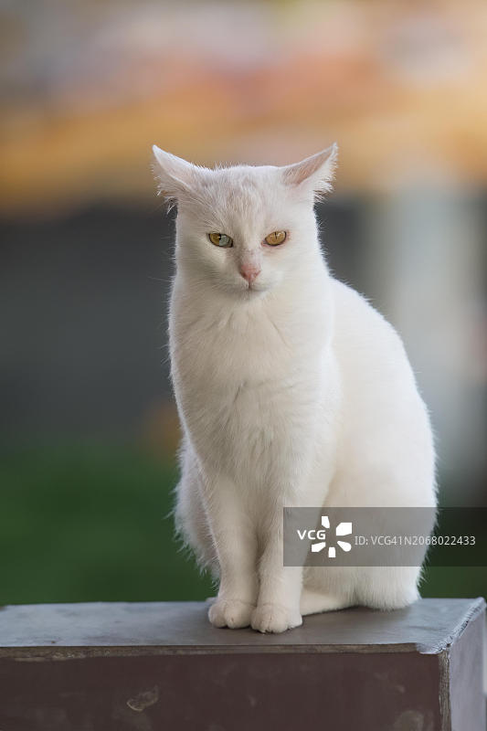 蓝黄色鸳鸯眼土耳其梵猫，亚洲图片素材