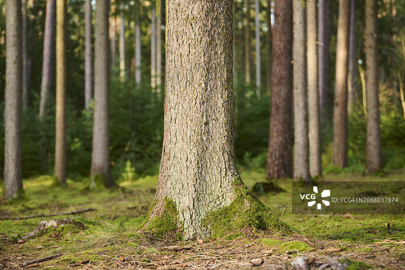 德国巴伐利亚森林中的挪威云杉树干图片素材
