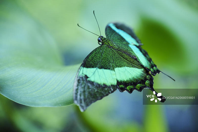 翠凤蝶栖息在叶子上，德国，欧洲图片素材