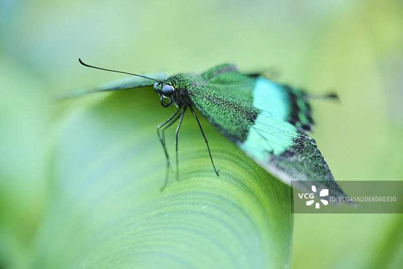 翠凤蝶栖息在叶子上，德国，欧洲图片素材