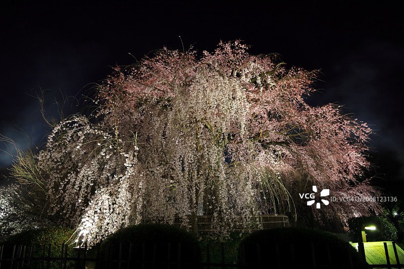 日本京都圆山公园祇园夜樱图片素材