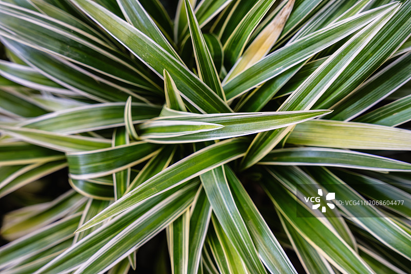 叶片斑驳的吊兰特写图片素材