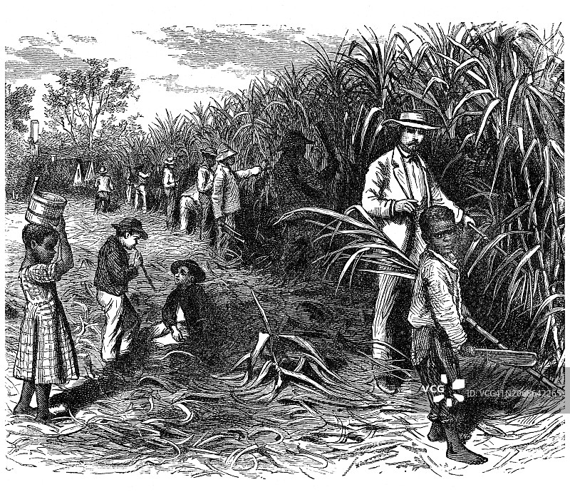 在糖料种植园工作的奴隶的古老版画图片素材