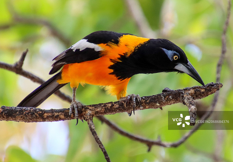 橙黄鹂图片素材