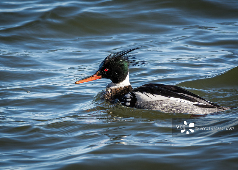 雄性红胸秋沙鸭图片素材