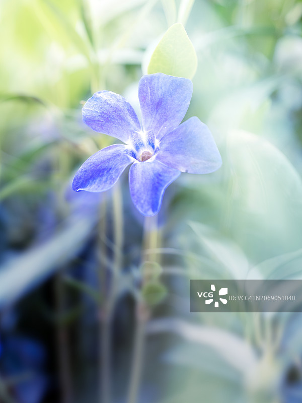 春天模糊背景下的蓝色花朵特写：长春花图片素材