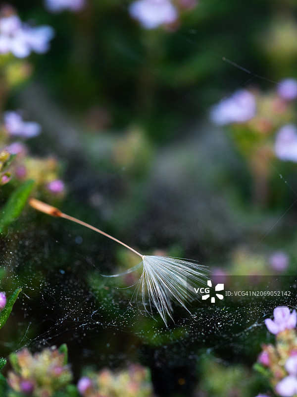 绿色草本植物中蜘蛛网上蒲公英种子的特写，模糊背景留有复制空间图片素材