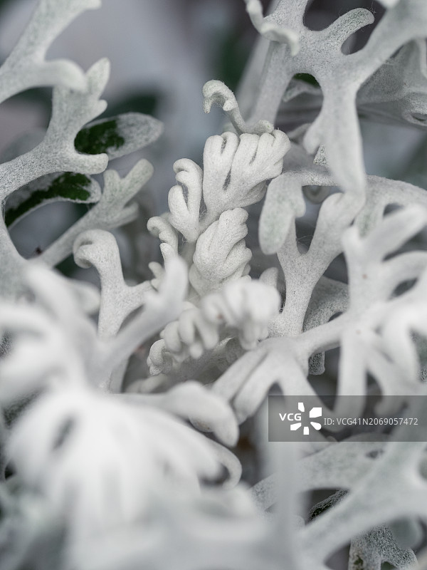 白色雕刻叶子观赏植物：白妙菊图片素材