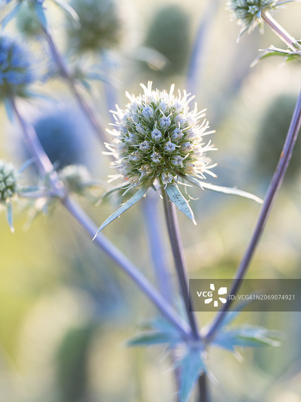 蓝色刺芹的蓝色花序特写，背景模糊。夏季草甸中开花的Sea Holly，柔焦图片素材