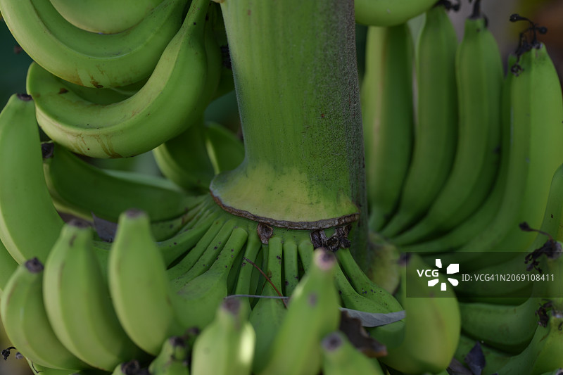 树枝上的绿色香蕉图片素材