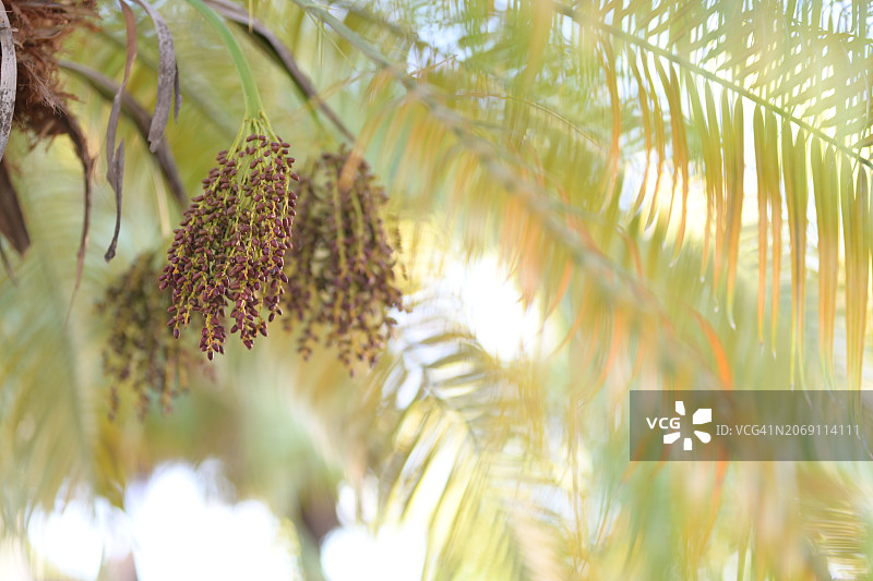 棕榈果图片素材