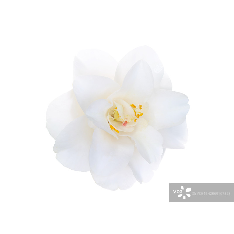 白色山茶花特写图片素材