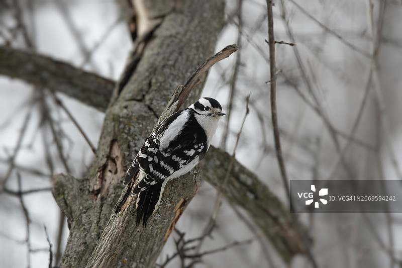 啄木鸟图片素材