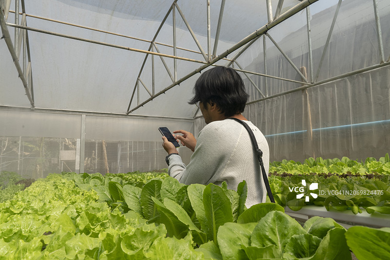 使用手机控制智能农场和水培蔬菜种植的亚洲农民图片素材