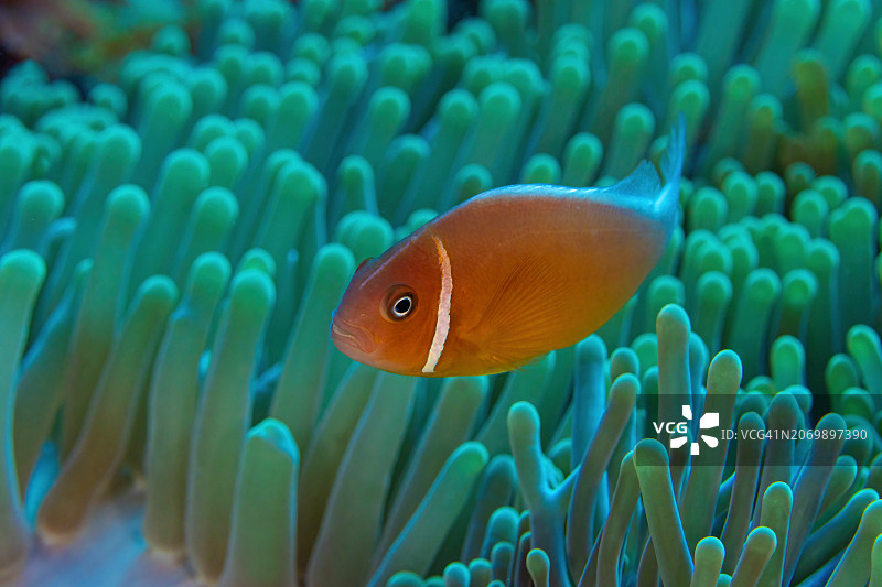 海葵鱼图片素材