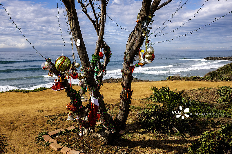 海滩上的装饰树图片素材